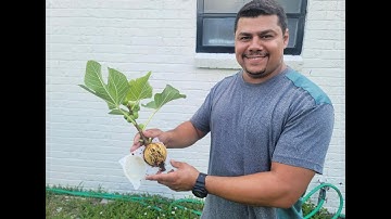 How to air layer a fig tree