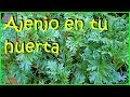 Ajenjo para tu huerta o jardín