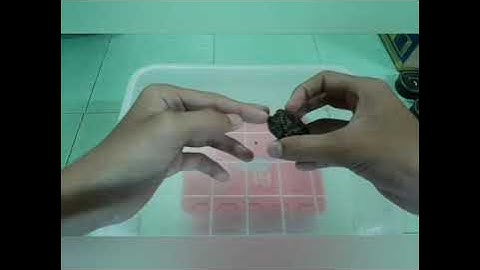 Cần làm Gì Khi Rùa Mới về??? Và rùa common ăn gì tốt nhất ???