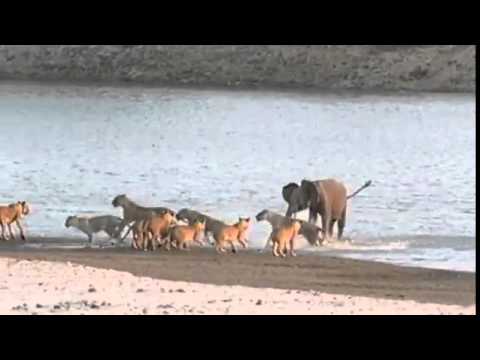 مجموعة من الاسود تهاجم فيل صغير ونهاية غير متوقعة