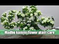Madhu kamini plant care  how to take care of madhu kamini plant 
