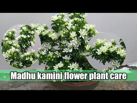 Madhu Kamini Plant Care || How To Take Care Of Madhu Kamini Plant ||