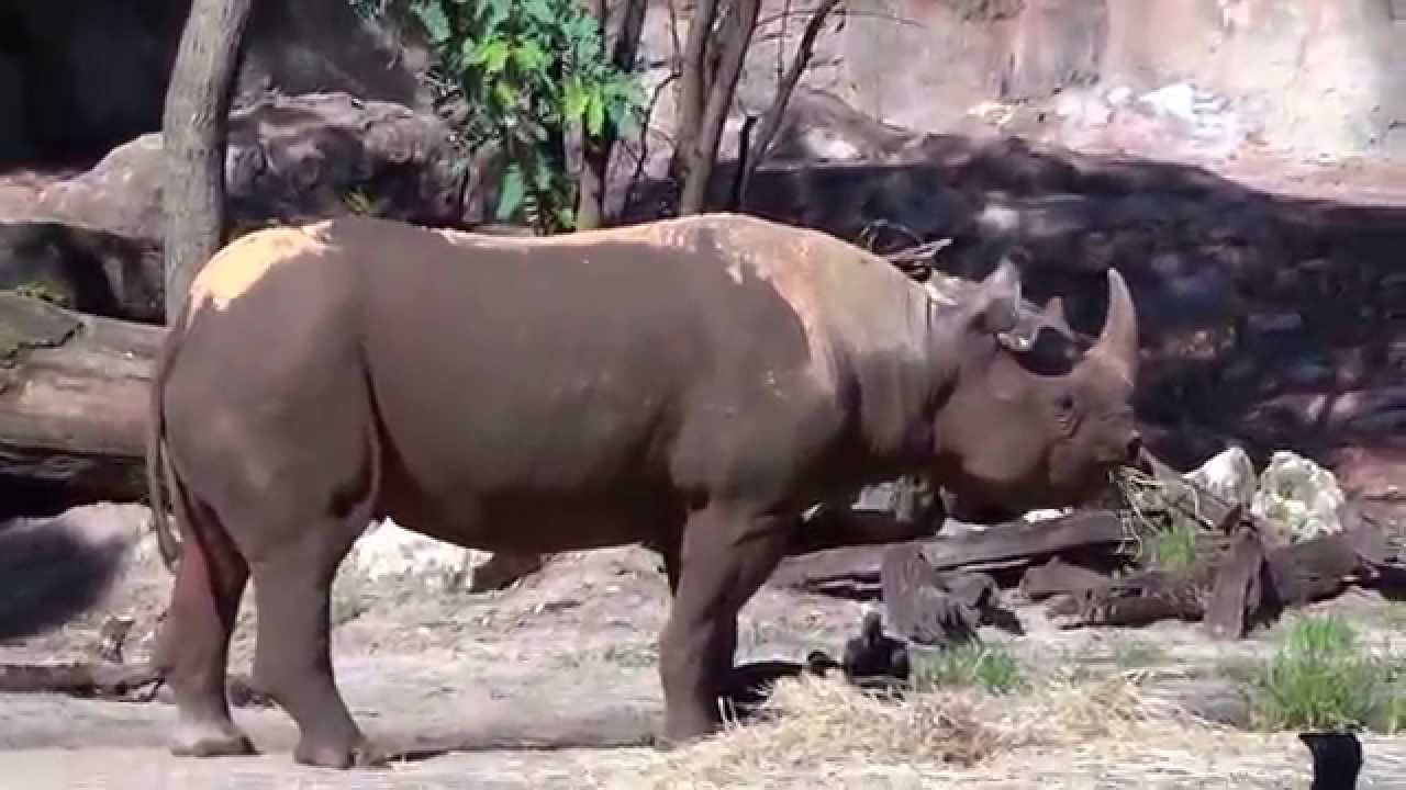 Disney World, Animal Kingdom, Safari ride. Orlando. HD YouTube