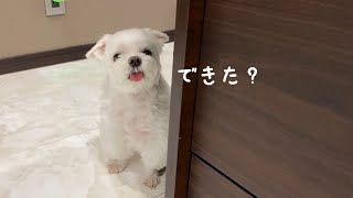 The dog that kept coming to peek at mom while she was cooking was so cute. by マルチーズのナナ 17,837 views 3 weeks ago 4 minutes, 28 seconds