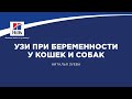 Вебинар на тему: “УЗИ при беременности у кошек и собак”. Лектор - Наталья Зуева.