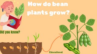 Kids Educational Video Bean Plant Life Cycle Fun Learning Video