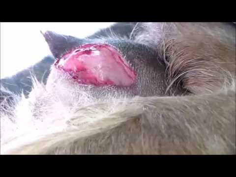Horrific Milk Goat Udder Injury