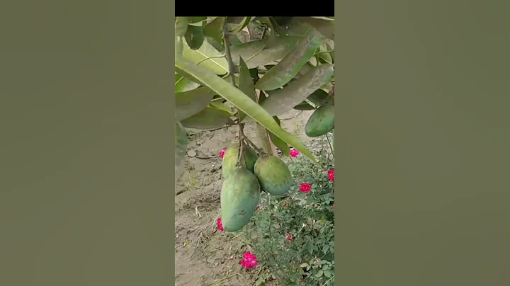 BARI 11 Mango#shorts #you tube#Agri Bangla