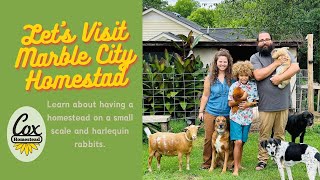 Marble City Homestead Urban Homestead Raising Rabbits Quail Dairy Goats And More