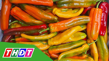 Loại ớt không cay, vị ngọt hút hàng dù giá đắt đỏ | THDT