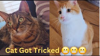 When Hoomans Know How to Trick a Cat 😂 Funny Cat Videos will Make you Laugh 😃 Watch till the End 🤣 by Namira Taneem 🇨🇦 373 views 1 month ago 22 minutes