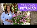 Trimming Petunias // Garden Answer