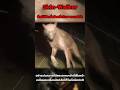 สิ่งมีชีวิตที่เกิดจากมนต์ดำ | Skin Walker #shorts