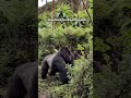 Witnessed the Silverback Gorilla Beat his check - Most rewarding Encounter of a lifetime #gorillas