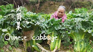 孫女去學校阿婆給她做原汁原味的白菜肉捲一頓八個都不夠吃Grandma making traditional home cooking and sharing with family美食 玉林阿婆