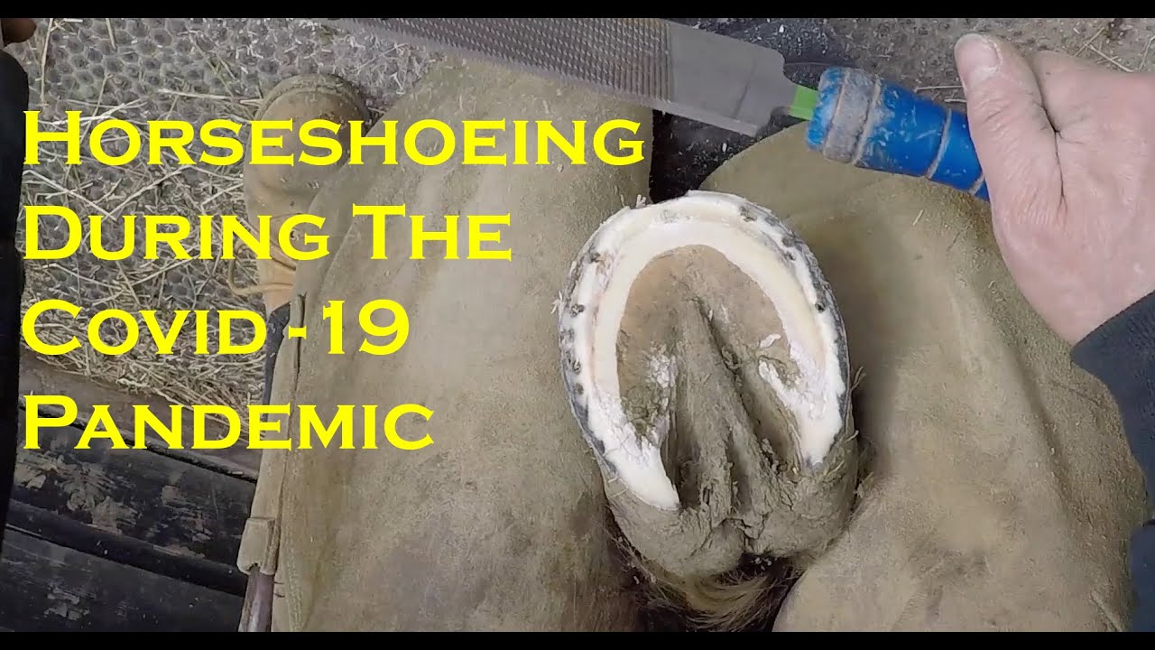 Horseshoeing April 2020 during Covid19 YouTube