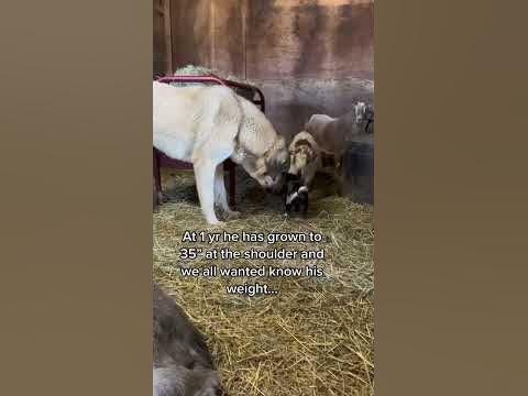 1 yr old weigh in of our 35” tall livestock guardian dog Judge & still