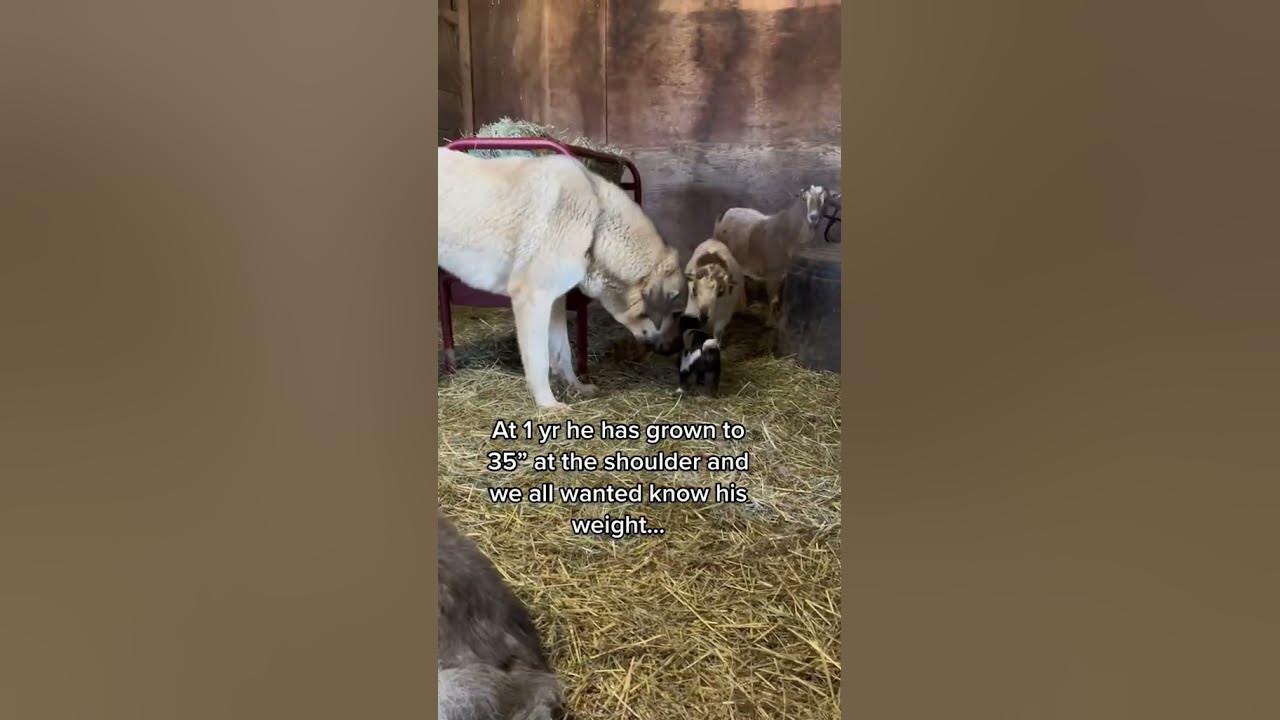 1 yr old weigh in of our 35” tall livestock guardian dog Judge & still
