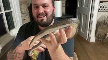 Meet the Collection: Part 12, my male Granite Spotted python