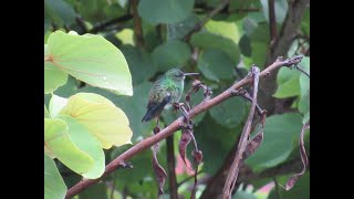 Colibri coliazul