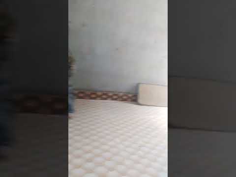 شلال شائع هادي واخوه مفيد شائع هادي