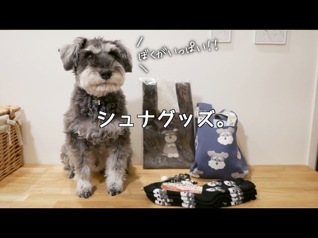 シュナウザーグッズ レビュー *購入品紹介*HAUL* 愛犬グッズ ソックス