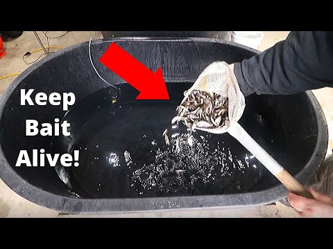 Keep Bait Alive ALL Winter Long! (How to Minnow Tank Build DIY)