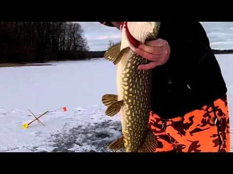 Ice Fishing Northern Pike With Tip Ups