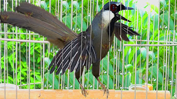 Khướu bạc má HÓT MÚA cực sung kích chim nhà bạn căng lửa múa hót theo | Luyện khướu hót múa mỗi ngày