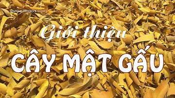 Cây mật gấu trị đau xương khớp, tốt cho sức khỏe