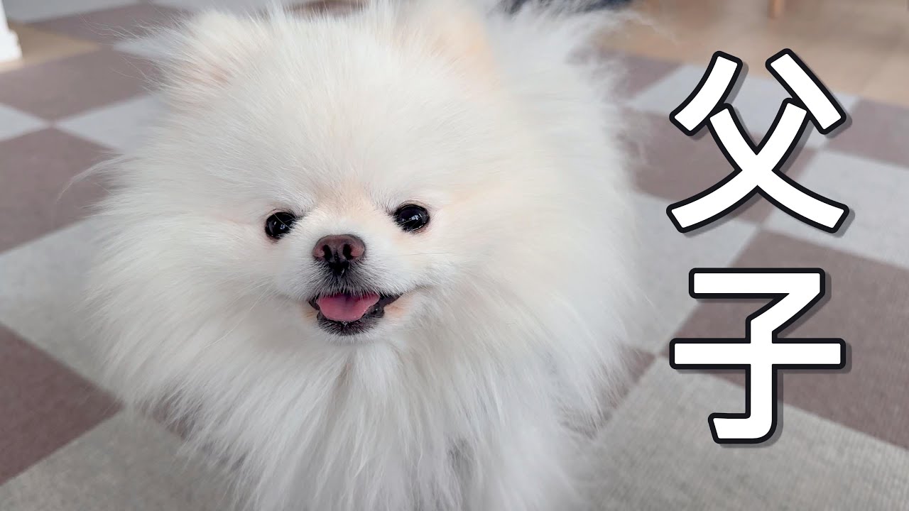 可愛いポメラニアンとパパのバタバタ休日