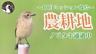 【野鳥観察】2021年秋！農耕地でノビタキ！コウノトリが水浴びしてた10月ミッション探鳥！　Vlog39