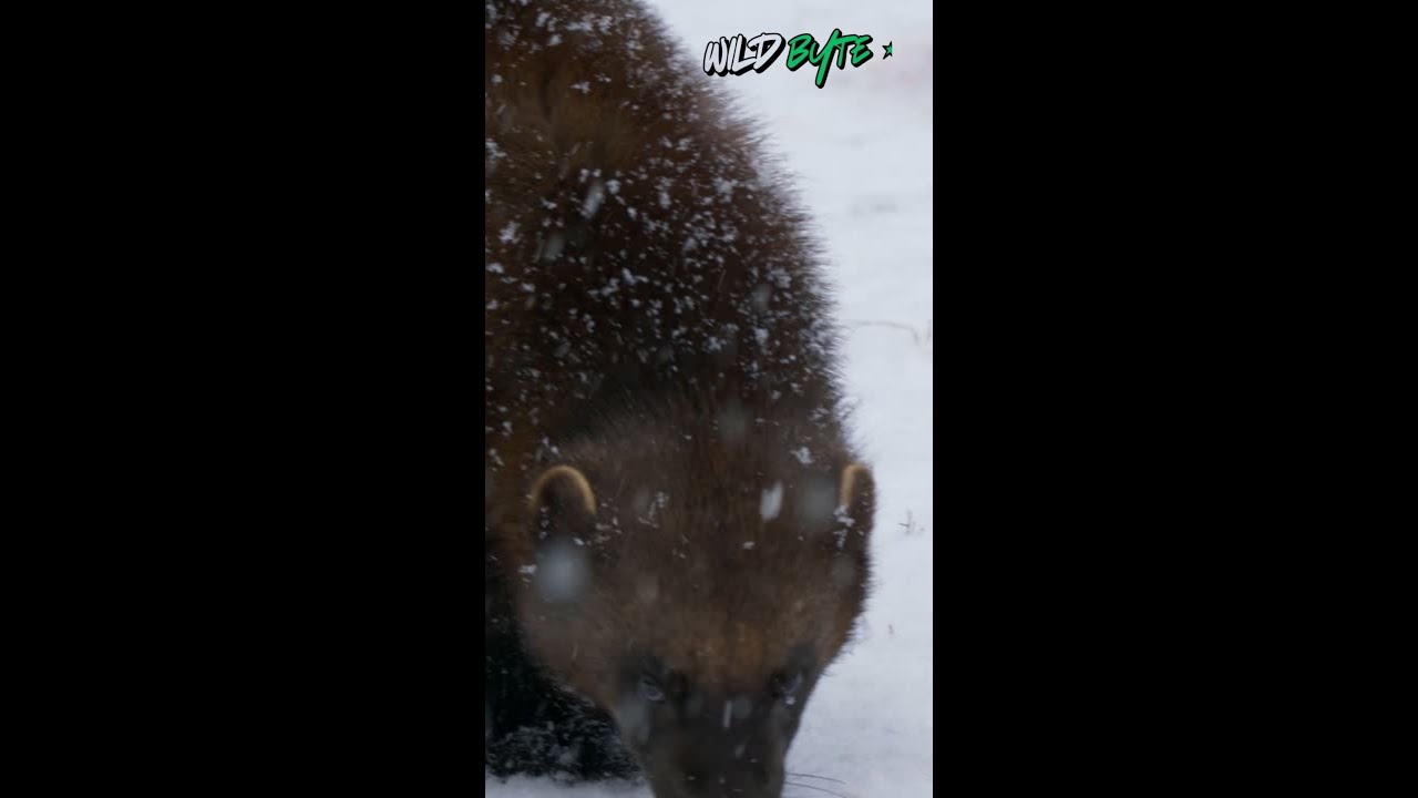 How Thick Fur Helps Wolverines Survive Extreme Snow & Ice ❄️🦡