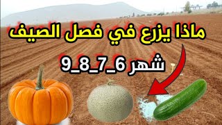 ماذا يزرع في فصل الصيف أهم المزرعات مناسبة تحمل الحرارة فصل الصيف