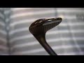 Scratch Golf Wedges | PGA Equipment Guide