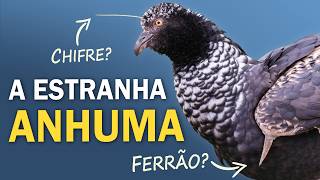 ANHUMA: Ave com CANTO ESTRANHO, chifre e esporões nas asas! by Planeta Aves 105,430 views 2 months ago 8 minutes, 36 seconds