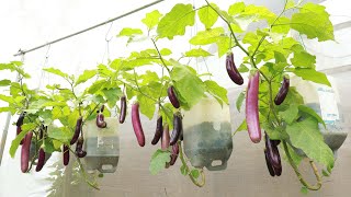 The secret to growing eggplant without a garden to still produce many fruits