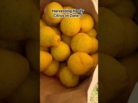 Video: Care Of Hardy Citrus - Gojenje dreves citrusov v hladnem podnebju