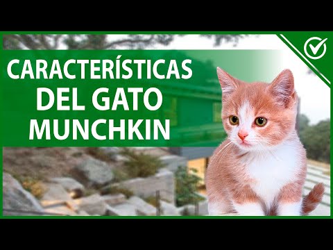 Video: Raza De Gatos Munchkin: Una Descripción De La Apariencia, Fotos, Características De Carácter Y Comportamiento, Cómo Elegir Un Gatito, Reseñas De Los Dueños Del Gato