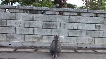 デブ 猫 噴水 デブ 猫 噴水