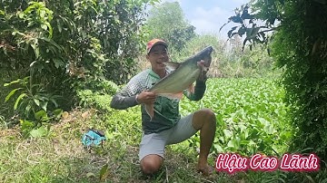 Câu cá Tra/ Con kênh nhỏ đụng cá to, Tập 64 - Hậu Cao Lãnh