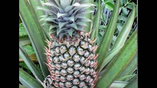 Top 10 Pineapple producing States in India|Pineapple