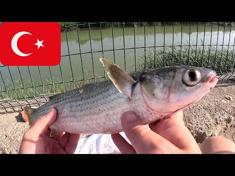 Video: Žuvis ir jos buveinė