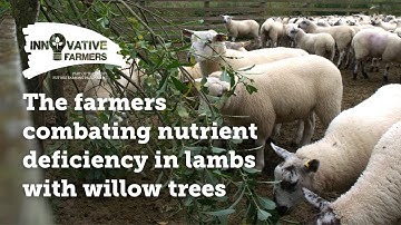 The farmers combating nutrient deficiency in lambs with willow trees