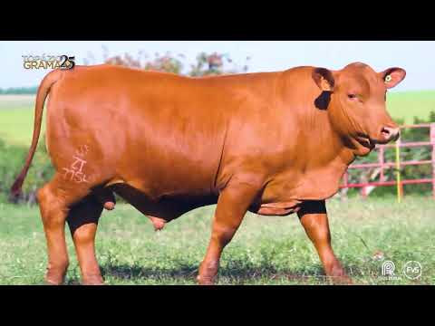 LOTE 33 - ZT 7154