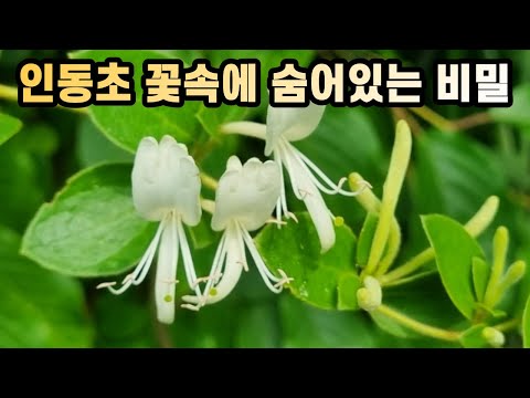 인동초 꽃속에 숨어있는 비밀