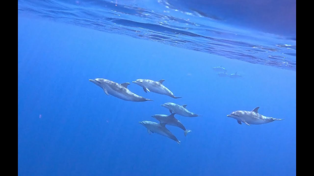 Jamantas with Best Spot diving Azores