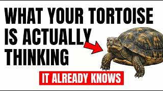 Your Tortoise Has a Better Memory Than You Think !