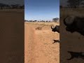 BUFFALO MOM IN RAGE! LEOPARD GETS ATTACKED BACK! #तेंदुआहमला #भैंसकीमाँ #क्रोध #जंगलसंकट