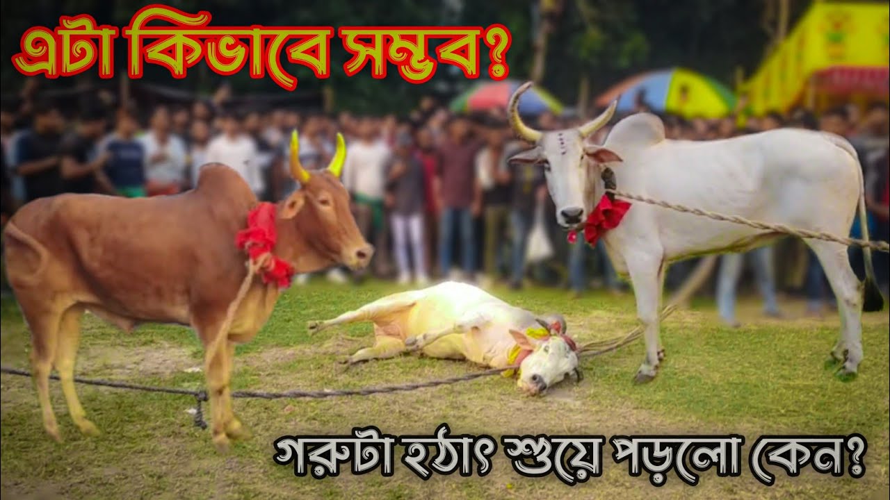 গ্রামের সেরা গরুদৌড়🔥|কোমরগঞ্জ এর জমজমাট গরুদৌড় প্রতিযোগিতা!